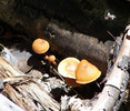 photo thumbnail #11