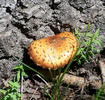 photo thumbnail #12