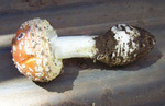 photo thumbnail #14