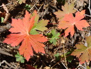 photo thumbnail #8