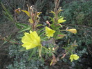 photo thumbnail #12