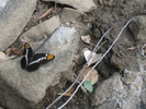 photo thumbnail #13