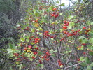 photo thumbnail #14