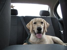 photo thumbnail #4