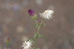 photo thumbnail #12