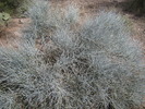 2010-10-23 :2: Cactus :: AZLOT69