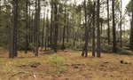 photo thumbnail #1