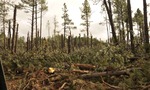 photo thumbnail #7