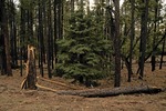 photo thumbnail #9