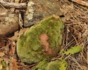 photo thumbnail #4