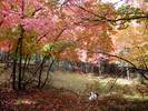 photo thumbnail #2