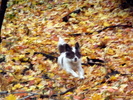 photo thumbnail #11