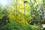 photo thumbnail #7