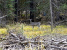 photo thumbnail #6