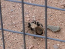 photo thumbnail #5