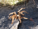 photo thumbnail #5