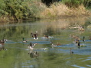 photo thumbnail #14
