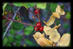 photo thumbnail #12