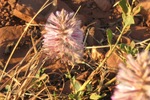 photo thumbnail #11