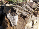 photo thumbnail #12