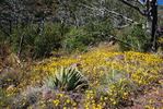 photo thumbnail #9