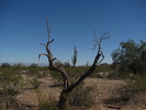 photo thumbnail #9