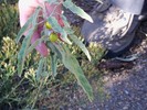 photo thumbnail #14