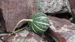 photo thumbnail #8
