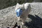 photo thumbnail #9