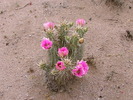 photo thumbnail #12