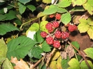 photo thumbnail #13