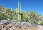 photo thumbnail #5