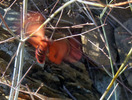 photo thumbnail #13