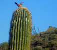 photo thumbnail #14