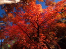 photo thumbnail #13
