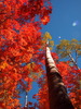 photo thumbnail #12