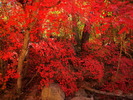 photo thumbnail #13