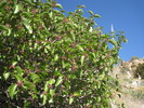 photo thumbnail #13