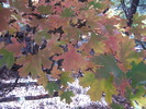 photo thumbnail #5