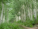 photo thumbnail #4