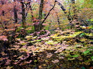 photo thumbnail #10