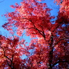 photo thumbnail #12