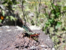 photo thumbnail #11