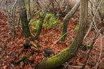 photo thumbnail #9