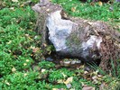 photo thumbnail #13