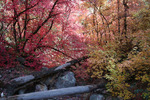 photo thumbnail #6