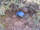 photo thumbnail #5