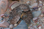 photo thumbnail #14