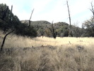 recent photo