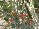 photo thumbnail #4
